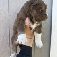 Valentine, a female Siberian Husky for sale in Virginia Beach, VA – Photo 3 of 8