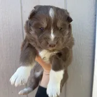 Valentine, a female Siberian Husky for sale in Virginia Beach, VA – Photo 2 of 8