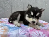 Leo OFA health tested parents , a male Siberian Husky for sale in Virginia Beach, VA – 6 of 7