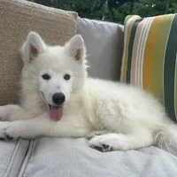 Jax OFA health tested parents, a male Siberian Husky for sale in Virginia Beach, VA – 1 of 9