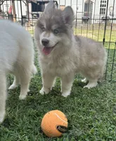 Butterball, a male Siberian Husky for sale in Virginia Beach, VA – 7 of 8