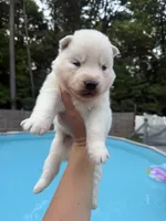 Rio, a male Siberian Husky for sale in Virginia Beach, VA – 6 of 8