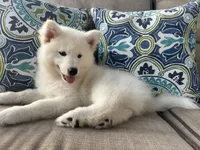 Yeti OFA health tested parents, a male Siberian Husky for sale in Virginia Beach, VA – 4 of 6