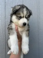 Zero OFA health tested parents, a male Siberian Husky for sale in Virginia Beach, VA – 8 of 8