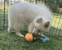 Jax OFA health tested parents, a male Siberian Husky for sale in Virginia Beach, VA – 9 of 9