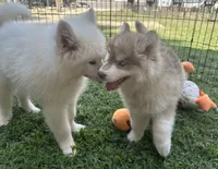 Grayson, a male Siberian Husky for sale in Virginia Beach, VA – 8 of 10
