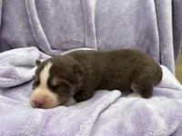Ranger, a male Siberian Husky for sale in Virginia Beach, VA – 6 of 8