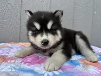 Leo OFA health tested parents , a male Siberian Husky for sale in Virginia Beach, VA – 1 of 7
