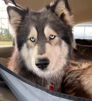 Kyla UTD on vet care, a female Siberian Husky for sale in Virginia Beach, VA – 1 of 5