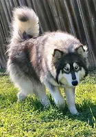 Kyla UTD on vet care, a female Siberian Husky for sale in Virginia Beach, VA – 3 of 5