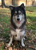 Kyla UTD on vet care, a female Siberian Husky for sale in Virginia Beach, VA – 2 of 5