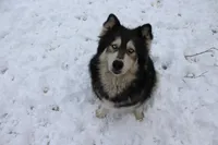 Kyla UTD on vet care, a female Siberian Husky for sale in Virginia Beach, VA – 4 of 5