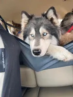 Kyla UTD on vet care, a female Siberian Husky for sale in Virginia Beach, VA – 5 of 5