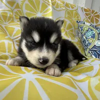 Steele OFA health tested parents, a male Siberian Husky for sale in Virginia Beach, VA – Photo 4 of 8