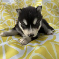 Steele OFA health tested parents, a male Siberian Husky for sale in Virginia Beach, VA – Photo 2 of 8