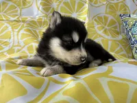 Steele OFA health tested parents, a male Siberian Husky for sale in Virginia Beach, VA – Photo 8 of 8