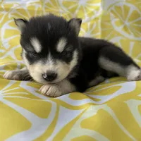 Steele OFA health tested parents, a male Siberian Husky for sale in Virginia Beach, VA – Photo 3 of 8