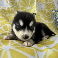 Steele OFA health tested parents, a male Siberian Husky for sale in Virginia Beach, VA – Photo 5 of 8