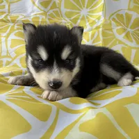 Steele OFA health tested parents, a male Siberian Husky for sale in Virginia Beach, VA – Photo 1 of 8