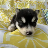 Steele OFA health tested parents, a male Siberian Husky for sale in Virginia Beach, VA – Photo 6 of 8