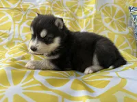 Steele OFA health tested parents, a male Siberian Husky for sale in Virginia Beach, VA – Photo 7 of 8