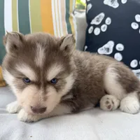 Ranger, a male Siberian Husky for sale in Virginia Beach, VA – 4 of 6