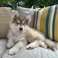 Butterball, a male Siberian Husky for sale in Virginia Beach, VA – 5 of 8