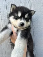 Leo OFA health tested parents , a male Siberian Husky for sale in Virginia Beach, VA – 5 of 7