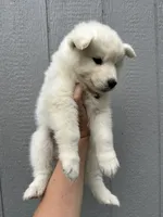 Angel OFA health tested parents, a male Siberian Husky for sale in Virginia Beach, VA – 5 of 6