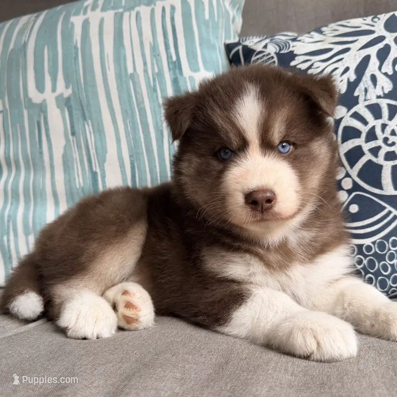 Ryder  – Siberian Husky puppy for sale in Virginia Beach, VA