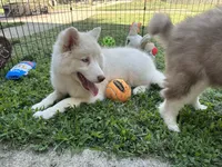 Shiloh, a female Siberian Husky for sale in Virginia Beach, VA – 5 of 7