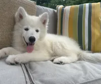 Jax OFA health tested parents, a male Siberian Husky for sale in Virginia Beach, VA – 4 of 9
