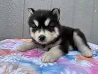 Leo, a male Siberian Husky for sale in Virginia Beach, VA – 3 of 9