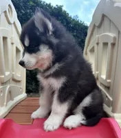 Leo OFA health tested parents, a male Siberian Husky for sale in Virginia Beach, VA – 2 of 6