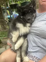 Luna, a female Siberian Husky for sale in Virginia Beach, VA – 8 of 9
