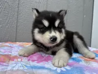 Leo, a male Siberian Husky for sale in Virginia Beach, VA – 1 of 9