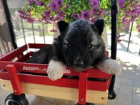 Shadow OFA health tested parents, a female Siberian Husky for sale in Virginia Beach, VA – Photo 4 of 8