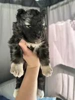 Shadow OFA health tested parents, a female Siberian Husky for sale in Virginia Beach, VA – Photo 5 of 8