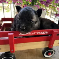 Shadow OFA health tested parents, a female Siberian Husky for sale in Virginia Beach, VA – Photo 1 of 8