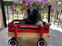 Shadow OFA health tested parents, a female Siberian Husky for sale in Virginia Beach, VA – Photo 7 of 8