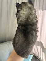 Shadow OFA health tested parents, a female Siberian Husky for sale in Virginia Beach, VA – Photo 8 of 8