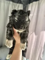 Shadow OFA health tested parents, a female Siberian Husky for sale in Virginia Beach, VA – Photo 6 of 8