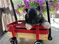 Shadow OFA health tested parents, a female Siberian Husky for sale in Virginia Beach, VA – Photo 3 of 8