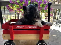 Shadow OFA health tested parents, a female Siberian Husky for sale in Virginia Beach, VA – Photo 2 of 8