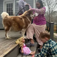 Roxy, a female Siberian Husky for sale in Virginia Beach, VA – Photo 3 of 4