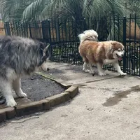 Roxy, a female Siberian Husky for sale in Virginia Beach, VA – Photo 4 of 4