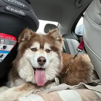 Roxy, a female Siberian Husky for sale in Virginia Beach, VA – Photo 2 of 4