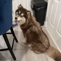 Roxy, a female Siberian Husky for sale in Virginia Beach, VA – Photo 1 of 4