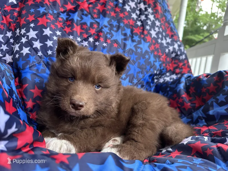 Rubble – Siberian Husky puppy for sale in Virginia Beach, VA