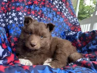 Rubble, a male Siberian Husky for sale in Virginia Beach, VA – 1 of 6